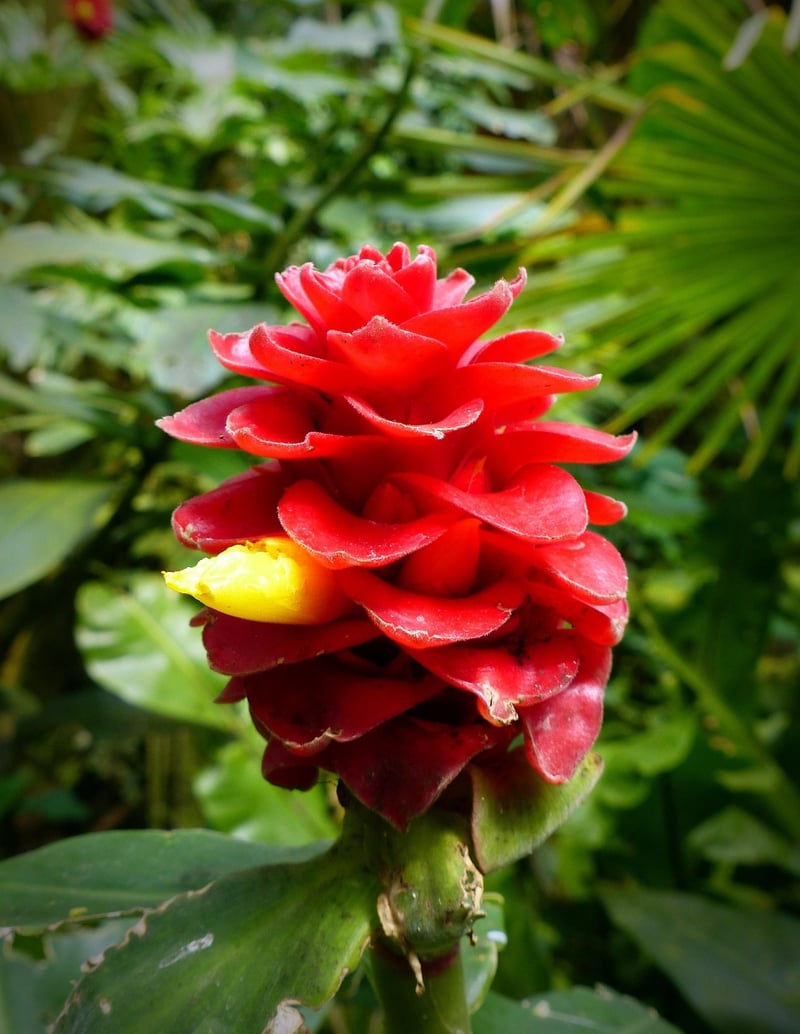 Spiral Ginger
