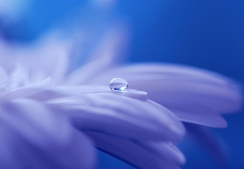 Enchanted Flowers